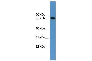 Masp2 antibody used at 0. (MASP2 Antikörper  (Middle Region))