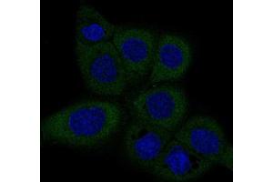 Immunofluorescent staining of A-431 cells with DICER1 monoclonal antibody, clone CL0378  (Green) shows specific staining in the cytosol. (DICER1 Antikörper)