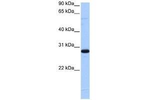 Western Blotting (WB) image for anti-Transcription Elongation Factor A (SII) N-Terminal and Central Domain Containing 2 (TCEANC2) (N-Term) antibody (ABIN2784341)