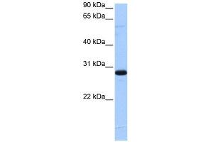 WB Suggested Anti-C1orf83 Antibody Titration:  0. (TCEANC2 Antikörper  (N-Term))
