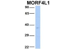 Host:  Rabbit  Target Name:  MORF4L1  Sample Type:  Human Fetal Brain  Antibody Dilution:  1. (MORF4L1 Antikörper  (N-Term))