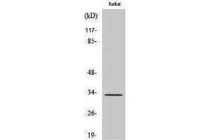 Western Blotting (WB) image for anti-Uncoupling Protein 3 (Mitochondrial, Proton Carrier) (UCP3) (C-Term) antibody (ABIN3180377) (UCP3 Antikörper  (C-Term))