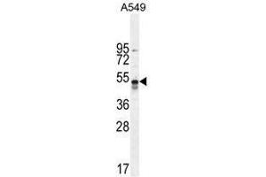 hTNFR-pS274 western blot analysis in A549 cell line lysates (35 µg/lane). (TNFRSF1A Antikörper  (AA 259-288))