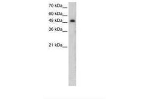 Image no. 1 for anti-Protein Kinase C, zeta (PRKCZ) (N-Term) antibody (ABIN6736647) (PKC zeta Antikörper  (N-Term))