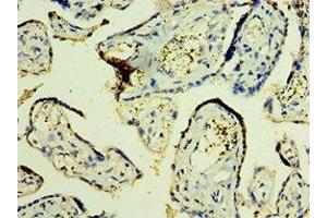 Immunohistochemistry of paraffin-embedded human placenta tissue using ABIN7166178 at dilution of 1:100 (TFG Antikörper  (AA 1-240))