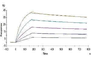 Surface Plasmon Resonance (SPR) image for Interleukin 25 (IL25) (AA 33-177) protein (His tag) (ABIN7274920)