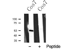 Western blot analysis of p63 expression in Cos7 cell extract