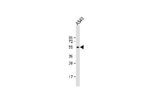 Anti-ACVR1 Antibody (Center) at 1:2000 dilution + A549 whole cell lysate Lysates/proteins at 20 μg per lane.