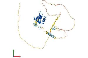 AlphaFold protein structure predicition of Human Recombinant FOXB1 Protein, UniprotID Q99853