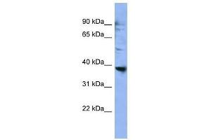 OR2L3 antibody used at 0. (OR2L3 Antikörper  (C-Term))
