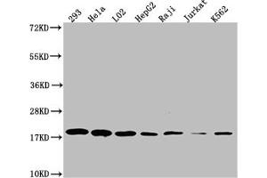 Western Blot Positive WB detected in: 293 whole cell lysate, Hela whole cell lysate, L02 whole cell lysate, HepF2 whole cell lysate, Raji whole cell lysate, Jurkat whole cell lysate, K562 whole cell lysate All lanes: TOMM22 antibody at 1:1000 Secondary Goat polyclonal to rabbit IgG at 1/50000 dilution Predicted band size: 16 kDa Observed band size: 18 kDa (Rekombinanter TOMM22 Antikörper)