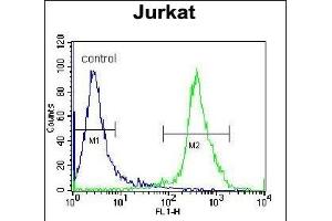 ZN Antibody (N-term) (ABIN655428 and ABIN2844965) flow cytometric analysis of Jurkat cells (right histogram) compared to a negative control cell (left histogram). (ZNF841 Antikörper  (N-Term))