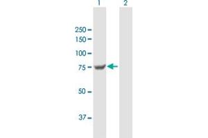 Western Blot analysis of TGM7 expression in transfected 293T cell line by TGM7 MaxPab polyclonal antibody. (Transglutaminase 7 Antikörper  (AA 1-710))
