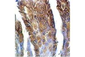 Rat stomach tissue was stained by anti-IMDS/AM-2(8-47) (Human) Serum at 1:100 (Adrenomedullin 2 Antikörper  (AA 8-47))