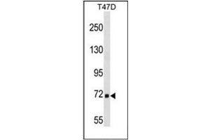 Western blot analysis of MARCH7 / RNF177 Antibody (N-term) in T47D cell line lysates (35ug/lane).