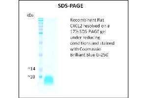 SDS-PAGE (SDS) image for Chemokine (C-X-C Motif) Ligand 2 (CXCL2) (Active) protein (ABIN5509438)