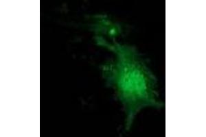 Anti-NUDT6 mouse monoclonal antibody (ABIN2454221) immunofluorescent staining of COS7 cells transiently transfected by pCMV6-ENTRY NUDT6 (RC203470). (NUDT6 Antikörper)