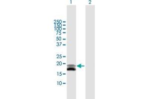 Western Blot analysis of IFNA4 expression in transfected 293T cell line by IFNA4 MaxPab polyclonal antibody. (IFNA4 Antikörper  (AA 1-189))