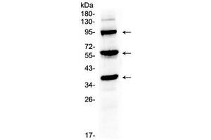 Western blot testing of mouse liver tissue lysate with Thrombopoietin antibody at 0. (Thrombopoietin Antikörper)