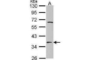 WB Image Sample (30 ug of whole cell lysate) A: Hep G2 , 10% SDS PAGE EF-TsMt antibody antibody diluted at 1:1000 (TSFM Antikörper)