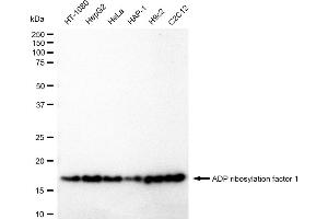 Western blotting analysis using ADP ribosylation factor 1 antibody (ABIN7797530). (Rekombinanter ARF1 Antikörper)