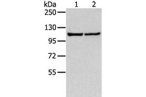 Western blot analysis of 231 and hela cell using WWP1 Polyclonal Antibody at dilution of 1:300 (WWP1 Antikörper)