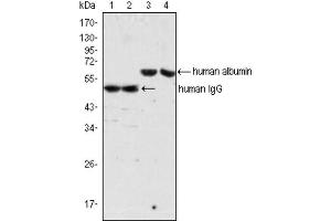 Western blot analysis using IgG antibody (lane 1, 2) and Albumin antibody (lane 3, 4) against human serum (lane 1, 3) and plasma (lane 2, 4). (Maus anti-Human IgG Antikörper)
