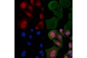 ABIN6263312 and ABIN6266806 staining Hela cells by IF/ICC. (Meningioma 1 Antikörper  (Internal Region))