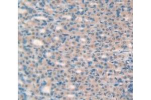 IHC-P analysis of Rat Tissue, with DAB staining. (ITLN1/Omentin Antikörper  (AA 101-292))