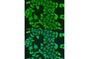 Immunofluorescence analysis of U2OS cells using PDK2 antibody (ABIN1681304, ABIN3018413, ABIN3018414 and ABIN6220461) at dilution of 1:100. (PDK2 Antikörper  (AA 128-407))