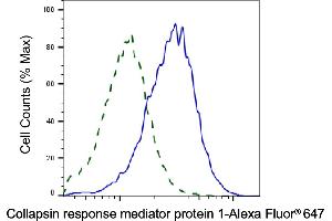 Validation of Collapsin response mediator protein 1 knockdown using flow cytometry. (Rekombinanter CRMP1 Antikörper)
