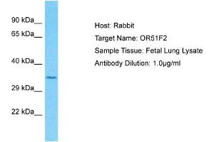 Host: Rabbit Target Name: OR51F2 Sample Type: Fetal Lung lysates Antibody Dilution: 1. (OR51F2 Antikörper  (C-Term))