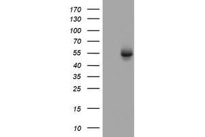 Image no. 3 for anti-3-Oxoacyl-ACP Synthase, Mitochondrial (OXSM) (AA 78-343) antibody (ABIN1491675) (OXSM Antikörper  (AA 78-343))