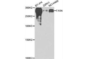Western blot analysis of extracts of various cell lines, using FASN antibody. (Fatty Acid Synthase Antikörper  (AA 2212-2511))