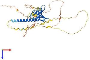 PHLDA1 Protein (AA 1-401) (His tag)