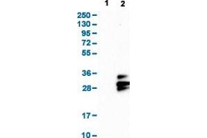 Western Blot analysis with TSPAN9 polyclonal antibody . (Tetraspanin 9 Antikörper  (AA 123-200))