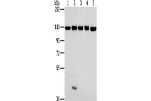 Western Blotting (WB) image for anti-Matrin 3 (MATR3) antibody (ABIN2430421) (MATR3 Antikörper)