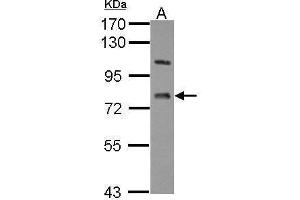 WB Image Sample (30 ug of whole cell lysate) A: U87-MG 7. (LSS Antikörper)