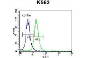 Flow cytometric analysis of K562 cells using Follicle-stimulating hormone / FSH Antibody (Center) Cat. (FSH Antikörper  (Middle Region))