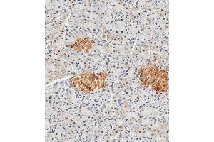 Immunohistochemical analysis of paraffin-embedded Human pancreas tissue using (ABIN389272 and ABIN2839405) performed on the Leica® BOND RXm. (ENO2/NSE Antikörper  (AA 6-32))