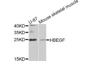 Western blot analysis of extracts of U-87 and mouse skeletal muscle cell lines, using HBEGF antibody.
