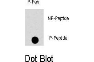 Image no. 1 for anti-Mitogen-Activated Protein Kinase 8 (MAPK8) (pThr183) antibody (ABIN358374) (JNK Antikörper  (pThr183))