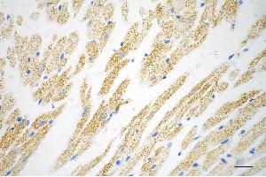 anti-TNF Receptor-Associated Protein 1 (TRAP1) antibody