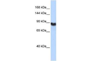 LIG1 antibody used at 1 ug/ml to detect target protein.