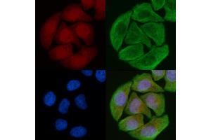 anti-Tankyrase 1 Binding Protein 1, 182kDa (TNKS1BP1) (C-Term) antibody