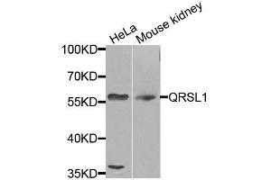 Western blot analysis of extracts of various cell lines, using QRSL1 antibody (ABIN5974691) at 1/1000 dilution. (QRSL1 Antikörper)
