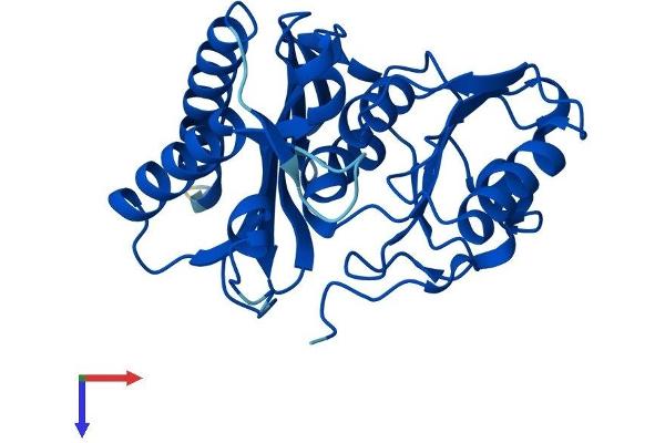 IMPA1 Protein (AA 1-277) (His tag)