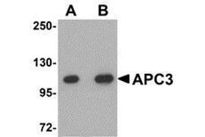Western blot analysis of APC3 in mouse liver tissue lysate with AP30059PU-N APC3 antibody at (A) 1 and (B) 2 μg/ml.