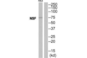Western blot analysis of extracts from CoLo cells, using NSF antibody. (NSF Antikörper  (Internal Region))