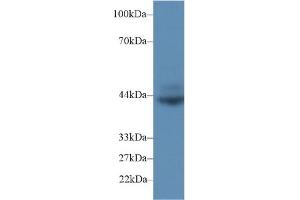 Detection of CD72 in Rat Spleen lysate using Polyclonal Antibody to Cluster Of Differentiation 72 (CD72) (CD72 Antikörper  (AA 126-237))